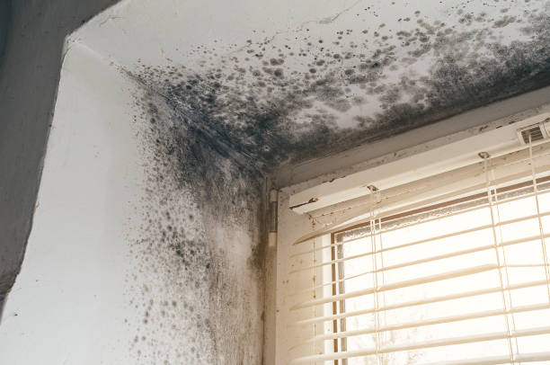 Affordable Mold Remediation solutions in Louisville, CO